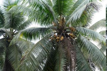 Part 2: economic development driving biodiversity in Ghana, coco virgin oil