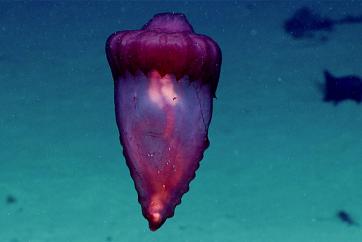 Swimming namako, or sea cucumber, Enypniastes eximia. Image courtesy of the NOAA Office of Ocean Exploration and Research.