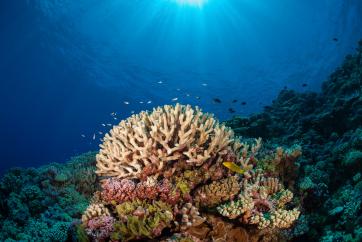 The Khaled bin Sultan Living Oceans Foundation Completes the Largest Coral Reef Survey and Mapping Expedition in History. Here is a healthy coral community the Expedition surveyed in French Polynesia. © Michele Westmorland/iLCP