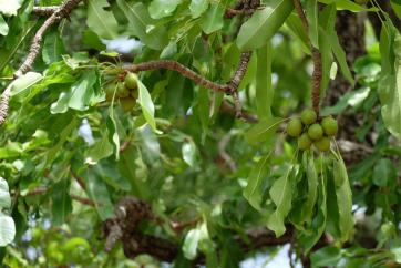 Part 1 : A partnership for organic and fair-trade shea butter 