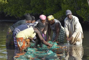 Mangrove community